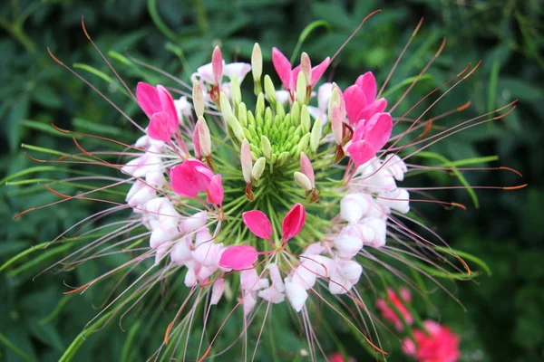 Strzał Zbliżenie Piękna Flowercleome Spinosa Lub Pająki Kwiat — Zdjęcie stockowe