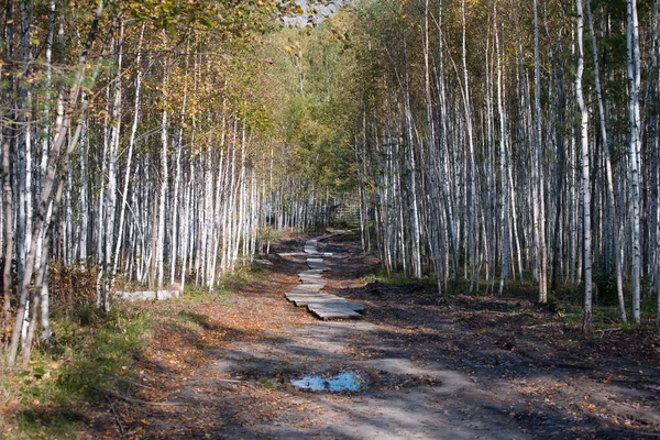 Natural background - pathway in autumn birch forest — Stock Photo, Image