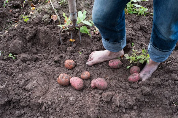 Wykopywanie ziemniaków, sezonowe prace rolnicze — Zdjęcie stockowe