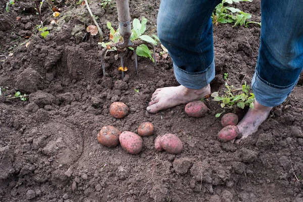 Escavando Batatas, trabalhos de fazenda sazonal — Fotografia de Stock