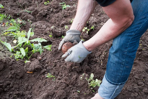 Tangan petani dengan kentang yang baru dipanen — Stok Foto