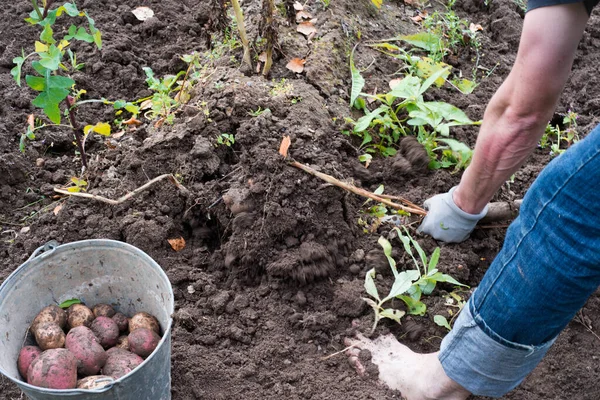 Выкапывание картошки, сезонные фермерские работы — стоковое фото