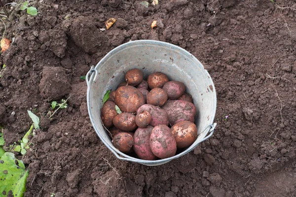 Patate in un secchio. patate fresche giovani — Foto Stock