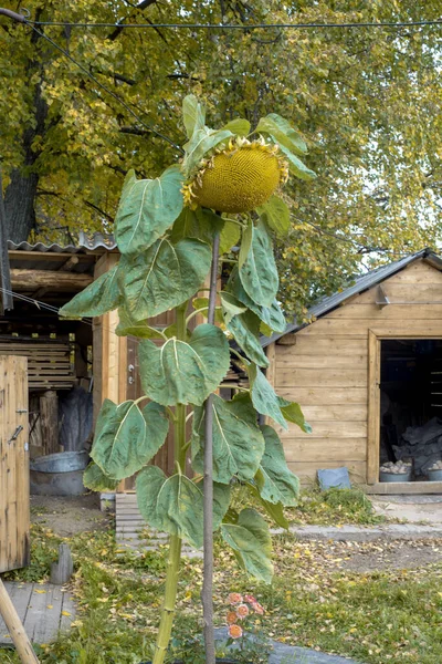 Ogromny słonecznik w ogrodzie — Zdjęcie stockowe