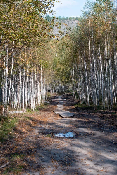 Natuurlijke achtergrond - pad in de herfst berkenbos — Stockfoto