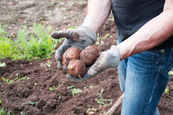 Paraszti kéz frissen betakarított burgonyával — Stock Fotó