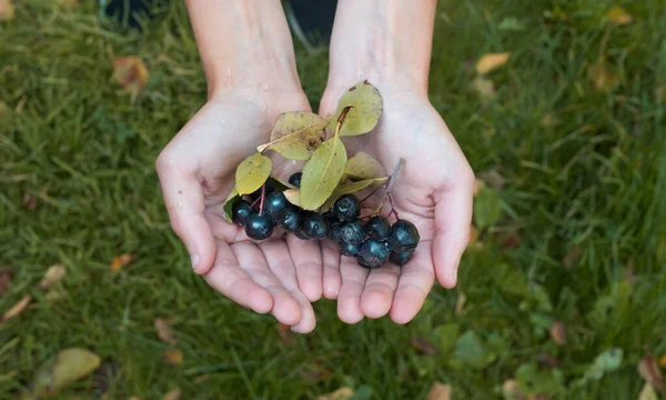 Mâinile fermierului cu chokeberries proaspăt recoltate — Fotografie, imagine de stoc