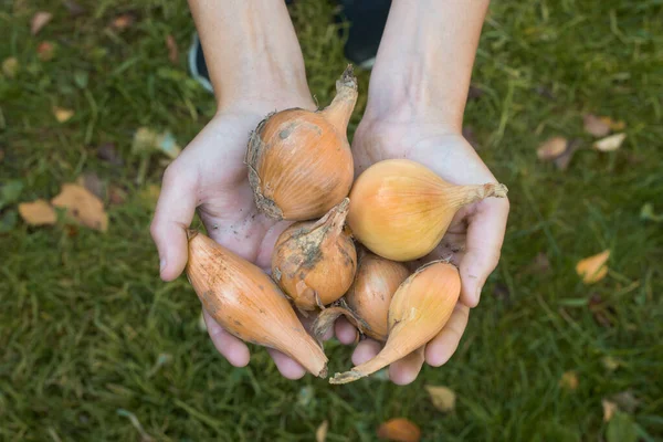 Legumes orgânicos. Cebolas orgânicas frescas nas mãos — Fotografia de Stock