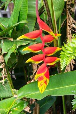 Görünüm tropikal çiçek Adası Samosir, Lake Toba, Endonezya