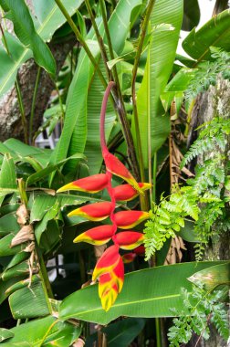 Görünüm tropikal çiçek Adası Samosir, Lake Toba, Endonezya