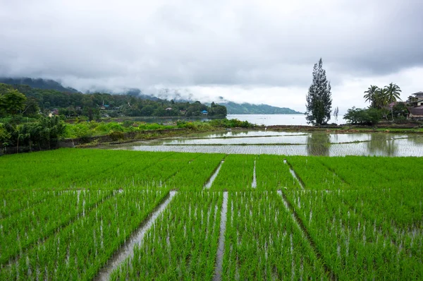 Vista Ilha Samosir Lago Toba Localizado Meio Parte Norte Ilha — Fotografia de Stock