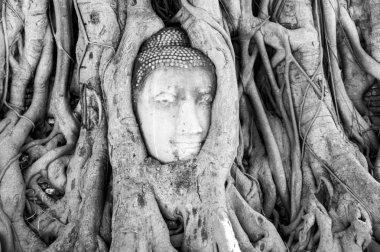 Ayutthaya, Tayland 'daki Wat Prha Mahathat Tapınağı' nda ağaç kökleriyle çevrili bir Buda 'nın taş başı.
