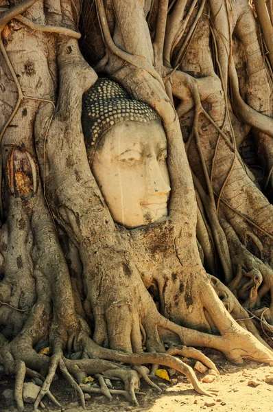 Uma Cabeça Pedra Buda Cercada Pelas Raízes Árvore Wat Prha — Fotografia de Stock