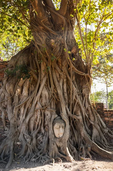 Uma Cabeça Pedra Buda Cercada Pelas Raízes Árvore Wat Prha — Fotografia de Stock