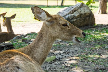 Görünüm geyik Khao Kheow aç Hayvanat Bahçesi Pattaya, Tayland