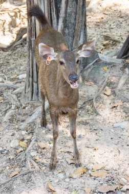 Görünüm geyik Khao Kheow aç Hayvanat Bahçesi Pattaya, Tayland