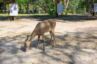 Görünüm geyik Khao Kheow aç Hayvanat Bahçesi Pattaya, Tayland