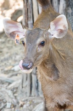 Görünüm geyik Khao Kheow aç Hayvanat Bahçesi Pattaya, Tayland