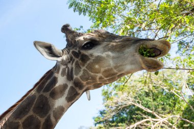 Görünümünü zürafa Khao Kheow aç Hayvanat Bahçesi Pattaya, Tayland