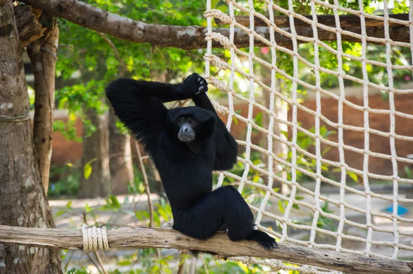 Vista Del Mono Khao Kheow Open Zoo Pattaya Tailandia — Foto de Stock