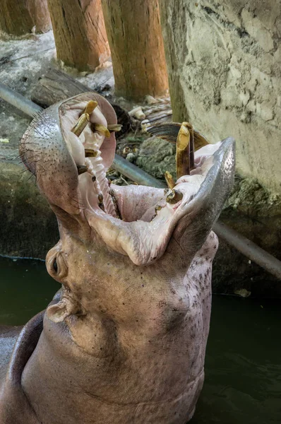 Вид Гиппопотама Открытом Зоопарке Khao Foow Паттайе Таиланд — стоковое фото