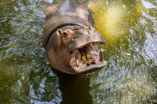 Vue Hippopotame Dans Zoo Ouvert Khao Kheow Pattaya Thaïlande — Photo