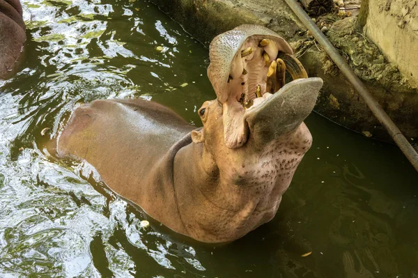 Vue Hippopotame Dans Zoo Ouvert Khao Kheow Pattaya Thaïlande — Photo