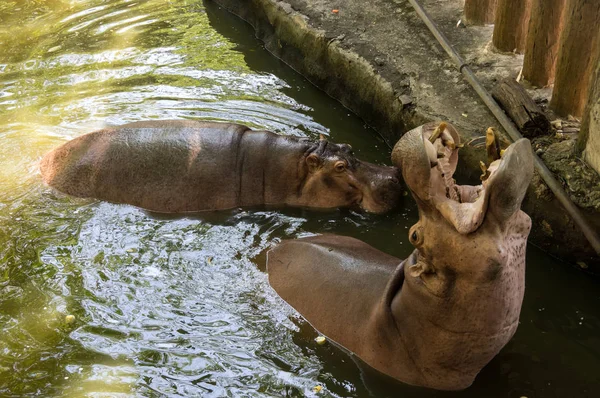 Vista Hipopótamo Khao Kheow Open Zoo Pattaya Tailândia — Fotografia de Stock