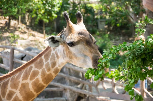 Vista Girafa Khao Kheow Open Zoo Pattaya Tailândia — Fotografia de Stock