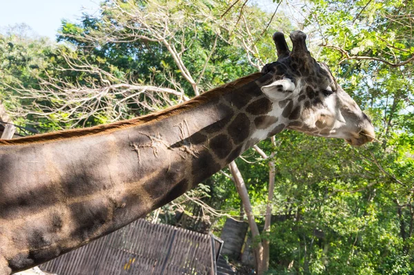 Widok Żyrafa Khao Kheow Open Zoo Pattaya Tajlandia — Zdjęcie stockowe