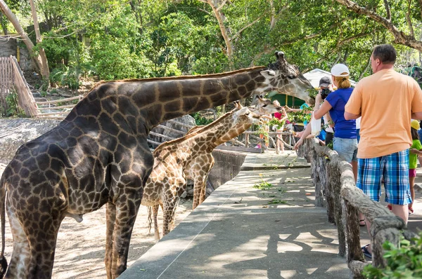 Pattaya Thailand 2017 Február View Tourists Feeding Giraffes Khao Kheow — Stock Fotó