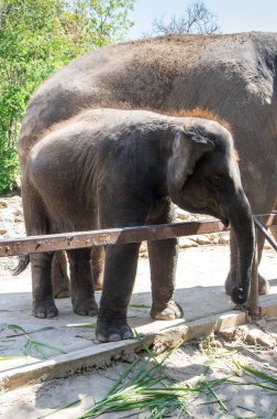 Pattaya, Tayland için hayvanat bahçesindeki filler görünümünü