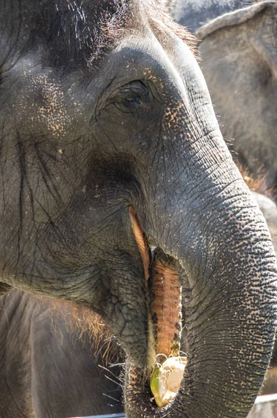 Veduta Degli Elefanti Allo Zoo Pattaya Thailandia — Foto Stock