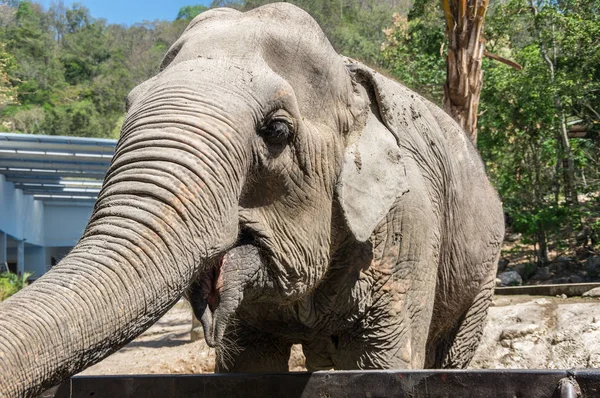 パタヤ タイの動物園で象のビュー — ストック写真