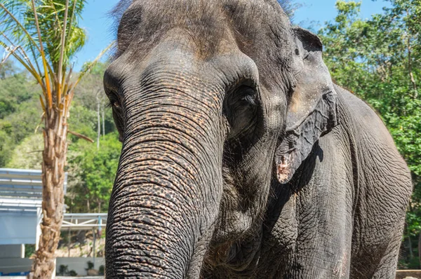 Vista Del Elefante Zoológico Pattaya Tailandia — Foto de Stock