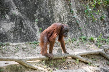 Pattaya, Tayland 'da hayvanat bahçesindeki orangutan manzarası