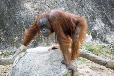 Pattaya, Tayland 'da hayvanat bahçesindeki orangutan manzarası