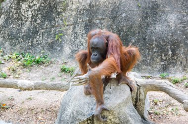 Pattaya, Tayland 'da hayvanat bahçesindeki orangutan manzarası