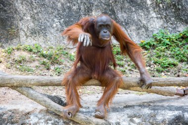 Pattaya, Tayland 'da hayvanat bahçesindeki orangutan manzarası