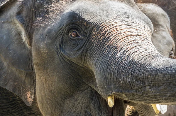 Widok Słonia Zoo Pattaya Tajlandia — Zdjęcie stockowe