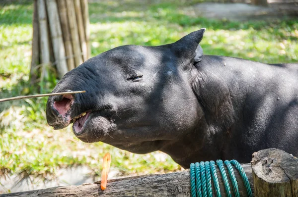 Вид Тапир Зоопарке Паттайе Таиланд — стоковое фото