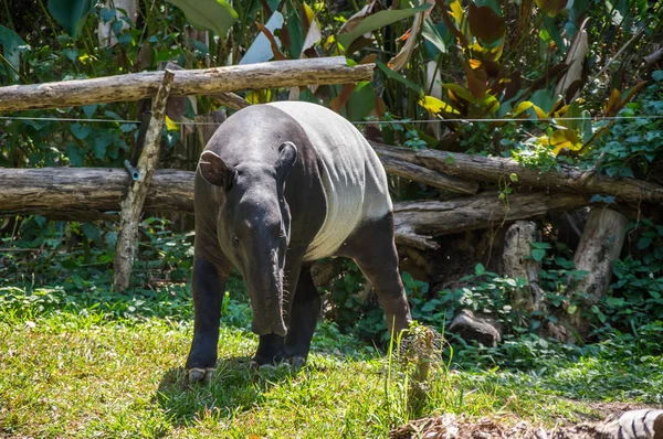 Vista Del Tapir Zoológico Pattaya Tailandia — Foto de Stock