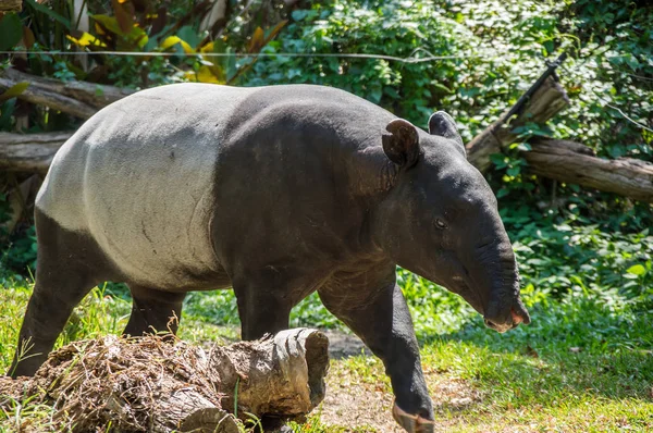 Nézd Tapír Állatkert Pattaya Thaiföld — Stock Fotó