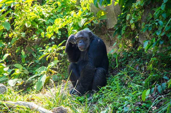 Utsikt Över Schimpans Zoo Pattaya Thailand — Stockfoto