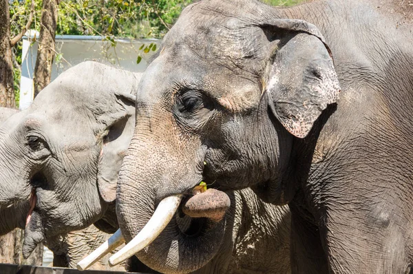 Zobacz Słoni Zoo Pattaya Tajlandia — Zdjęcie stockowe