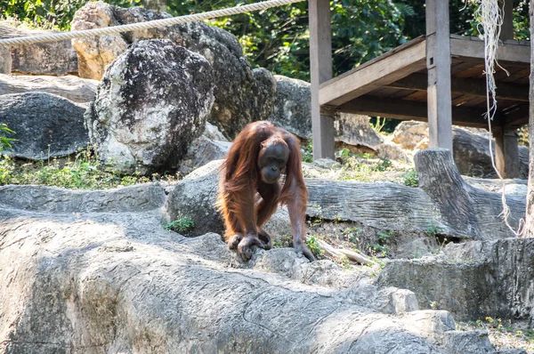 Vista Del Orangután Zoológico Pattaya Tailandia — Foto de Stock