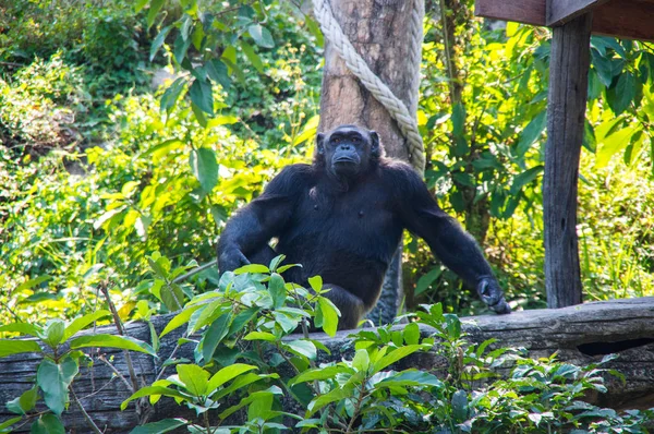 Вид Шимпанзе Зоопарке Паттайе Таиланд — стоковое фото