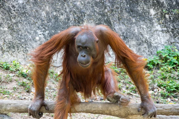 Pattaya Tayland Hayvanat Bahçesindeki Orangutan Manzarası — Stok fotoğraf