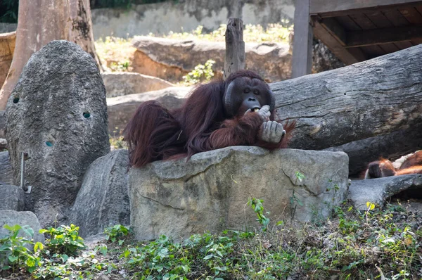 Vista Orangotango Zoológico Pattaya Tailândia — Fotografia de Stock