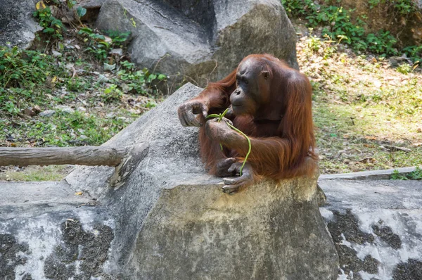 Pattaya Tayland Hayvanat Bahçesindeki Orangutan Manzarası — Stok fotoğraf